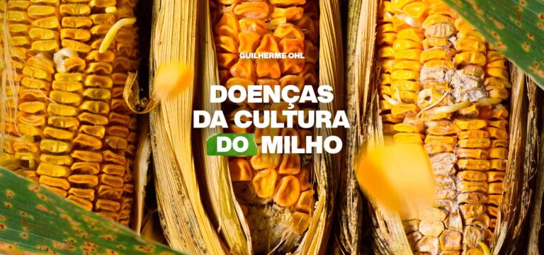 DOENÇA-DA-CULTURA-DO-MILHO-1920x900